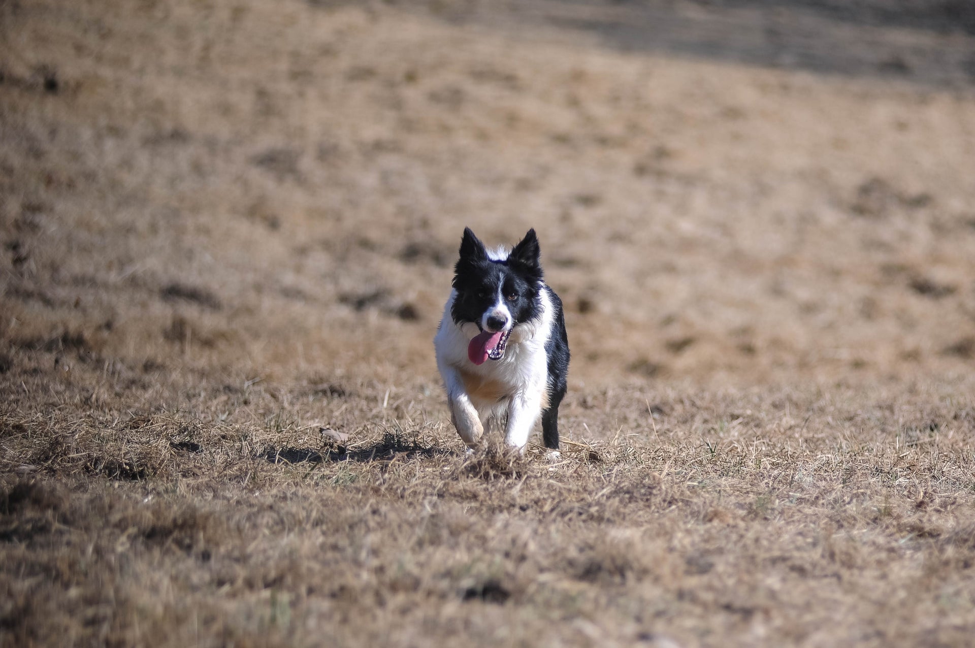 Load video: Doc the cowdog